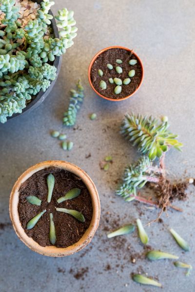 Fab Plant Lab