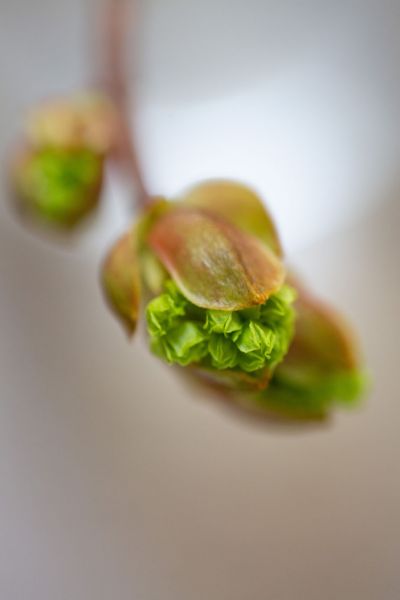 Early Spring Bloom