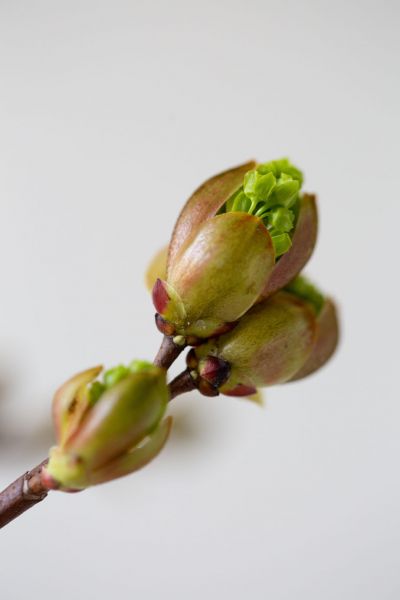 Early Spring Bloom