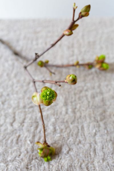 Early Spring Bloom