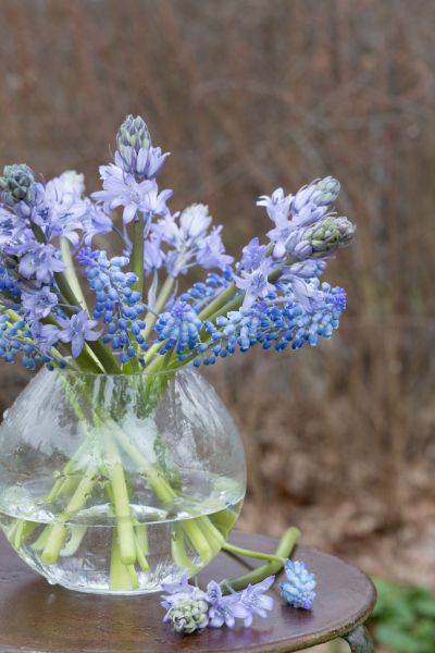 Early Spring Bloom