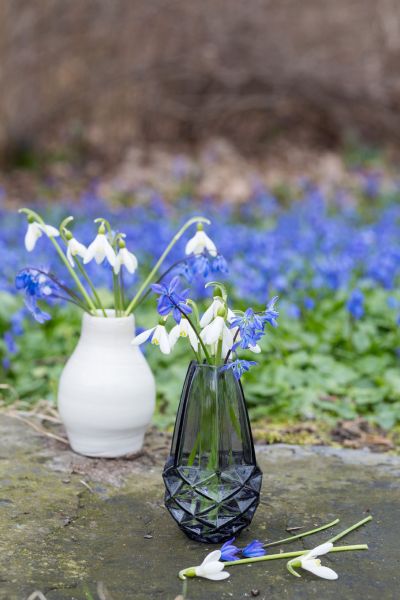 Early Spring Bloom