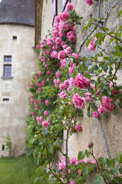 Bed of Roses