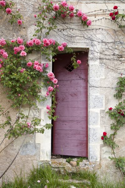 Bed of Roses