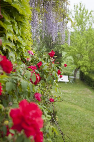 Bed of Roses