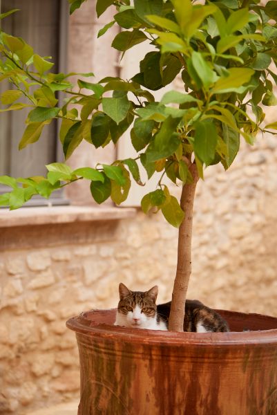 Provençal Perfection