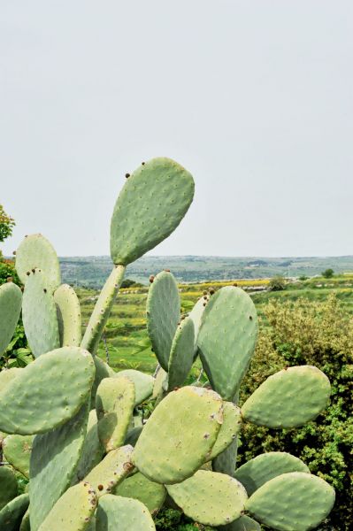 Casa Bellissima