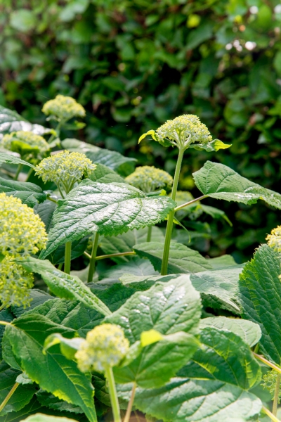 Green Fingers