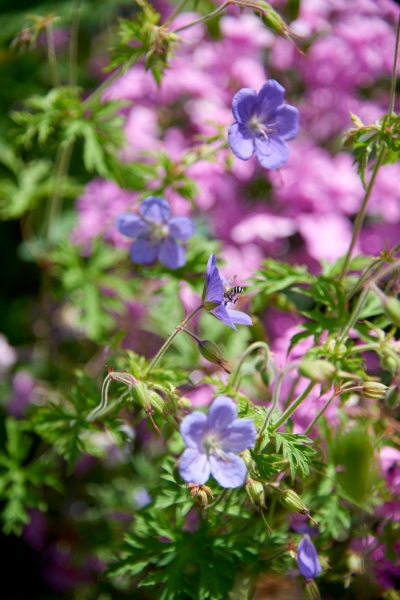 Green Fingers