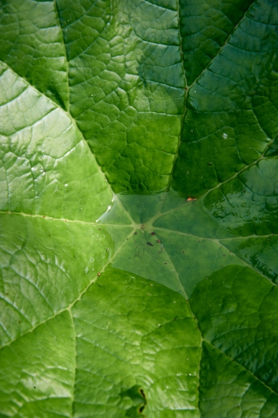 Green Fingers