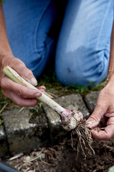 Green Fingers