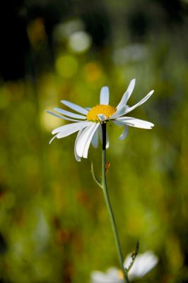 Joys of Spring