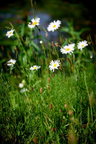 Joys of Spring