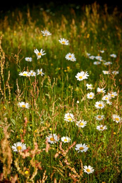 Joys of Spring