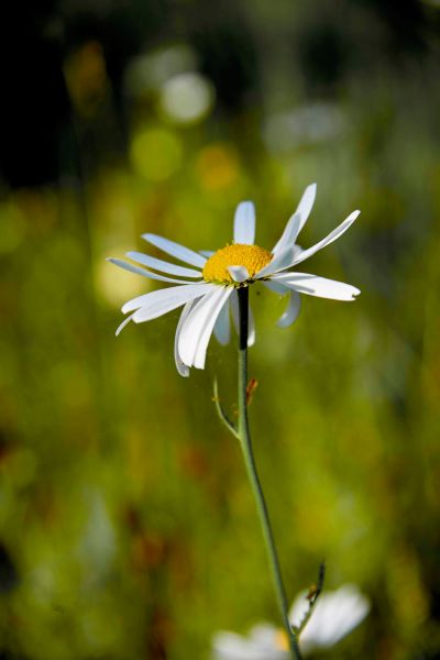 Joys of Spring