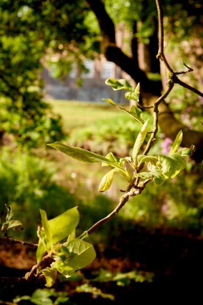 Joys of Spring