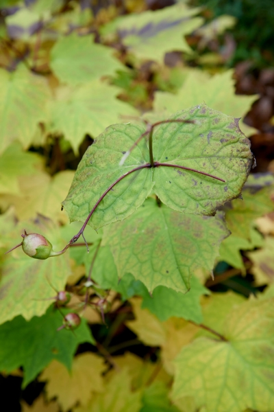 Smell of Autumn