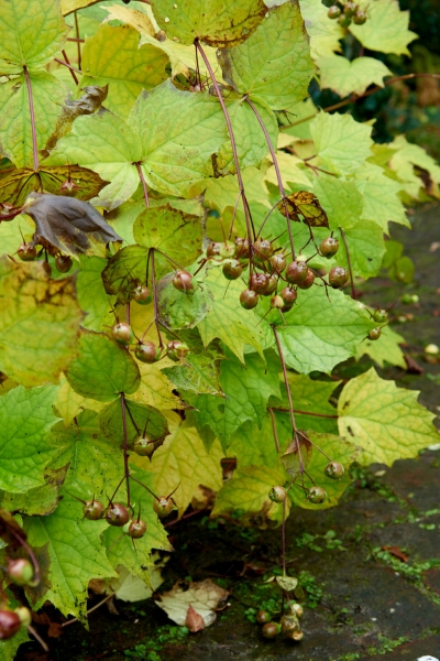 Smell of Autumn