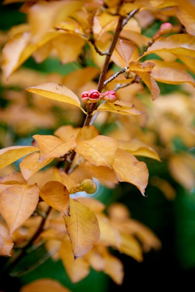 Smell of Autumn