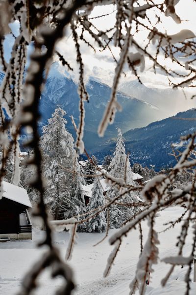 Swiss Xmas Bliss