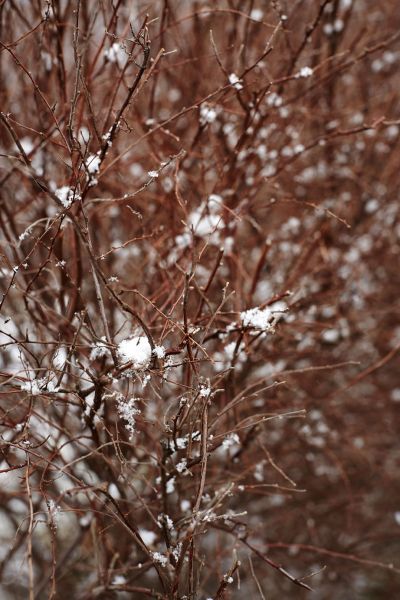 Wintry Embrace